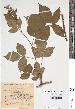 spécimen de Rubus thyrsoideus