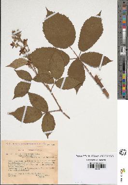 spécimen de Rubus thyrsoideus