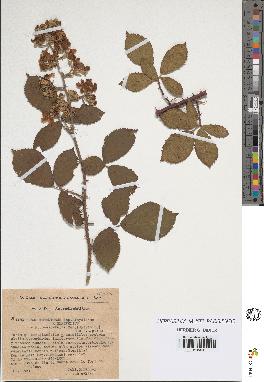 spécimen de Rubus tomentosus