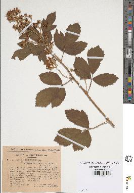 spécimen de Rubus tomentosus