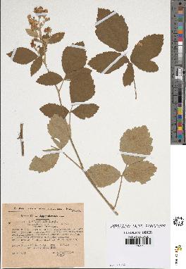 spécimen de Rubus tomentosus