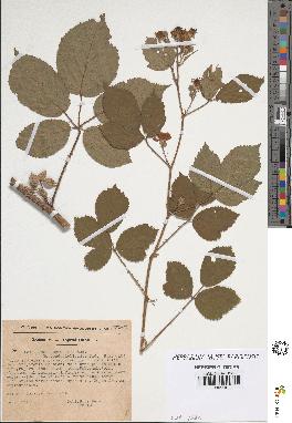 spécimen de Rubus hebecarpus