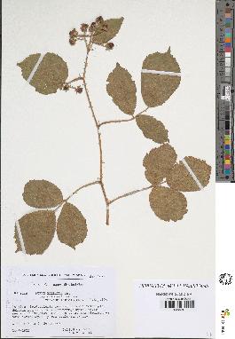 spécimen de Rubus pallidus