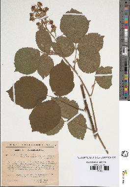 spécimen de Rubus pallidus