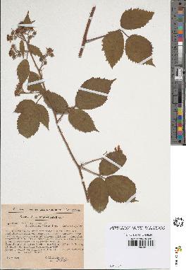 spécimen de Rubus pallidus