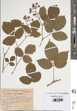 spécimen de Rubus tereticaulis