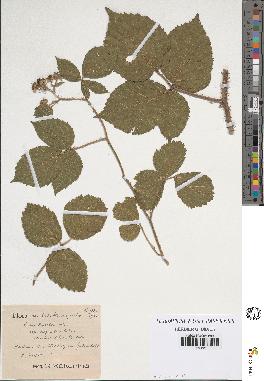 spécimen de Rubus koehleri