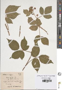 spécimen de Rubus koehleri