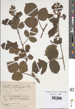 spécimen de Rubus koehleri
