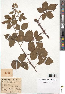 spécimen de Rubus ulmifolius