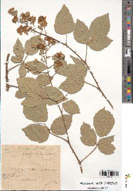 spécimen de Rubus ulmifolius
