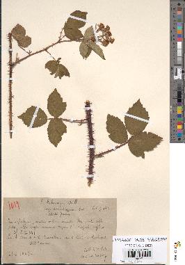 spécimen de Rubus hebecarpus