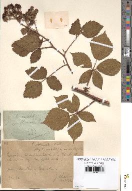 spécimen de Rubus obtruncatus