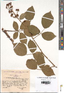 spécimen de Rubus lasiothyrsus