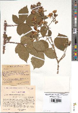 spécimen de Rubus lasiothyrsus