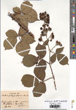 spécimen de Rubus polyanthemus