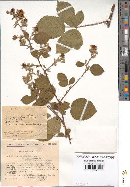 spécimen de Rubus argenteus