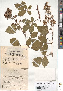 spécimen de Rubus argenteus