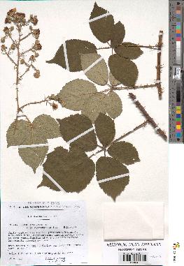 spécimen de Rubus argenteus