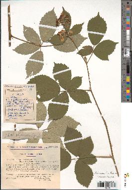 spécimen de Rubus argenteus