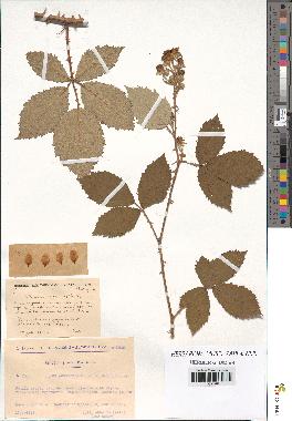 spécimen de Rubus argenteus