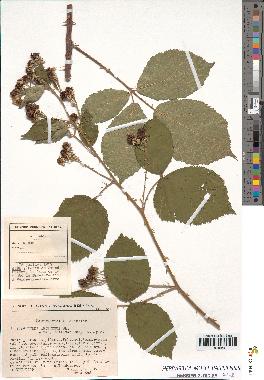 spécimen de Rubus argenteus