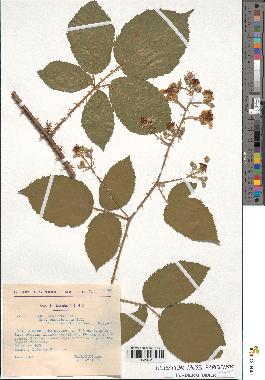 spécimen de Rubus argenteus