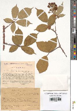 spécimen de Rubus argenteus