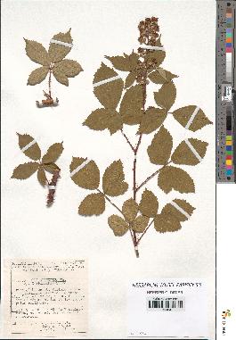 spécimen de Rubus argenteus