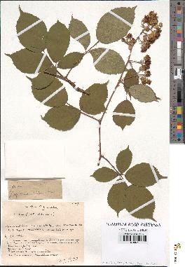 spécimen de Rubus sp.