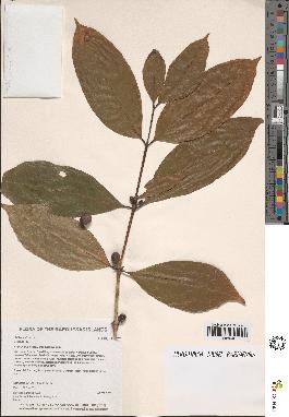 spécimen de Coffea arabica