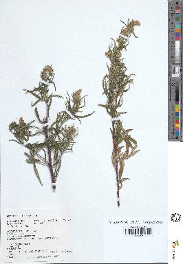 spécimen de Artemisia vulgaris