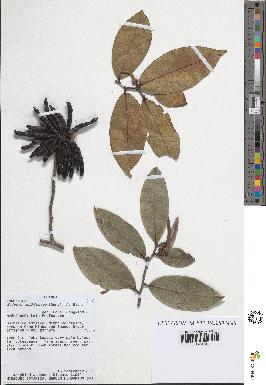 spécimen de Xylopia aethiopica