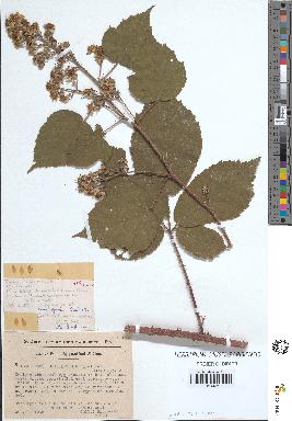 spécimen de Rubus granulatus