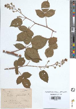 spécimen de Rubus granulatus