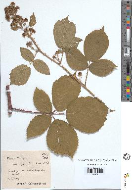 spécimen de Rubus granulatus