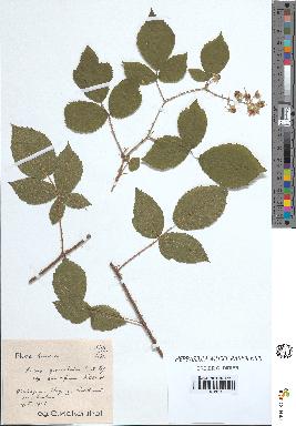 spécimen de Rubus granulatus