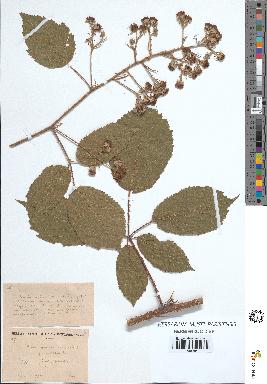 spécimen de Rubus granulatus