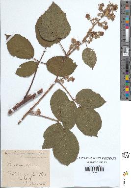spécimen de Rubus sp.