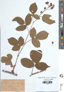 spécimen de Rubus sp.