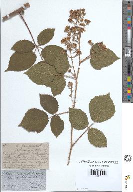 spécimen de Rubus granulatus