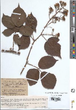 spécimen de Rubus sp.
