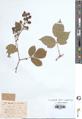 spécimen de Rubus subcanus