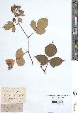 spécimen de Rubus subcanus