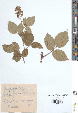 spécimen de Rubus subcanus