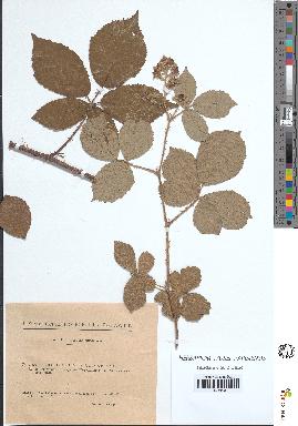 spécimen de Rubus sp.