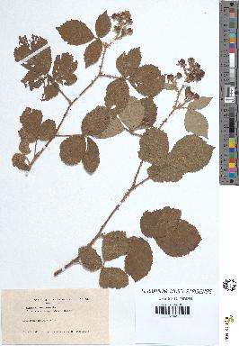 spécimen de Rubus sp.