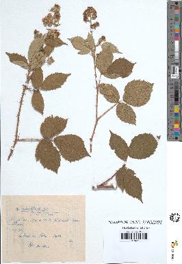 spécimen de Rubus sp.