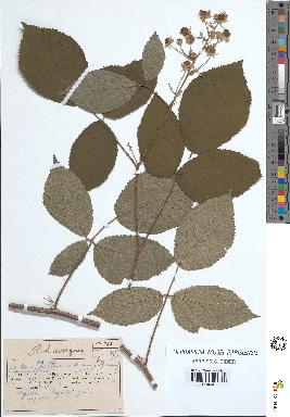 spécimen de Rubus sp.