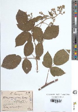 spécimen de Rubus sp.